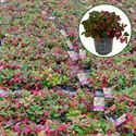 Afbeelding van Gaultheria P10.5 procumbens "Winter pearls" (rode bessen)